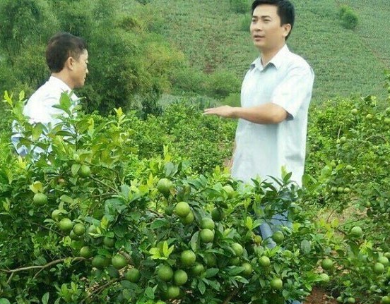 “Phù thủy” ghép chanh đào