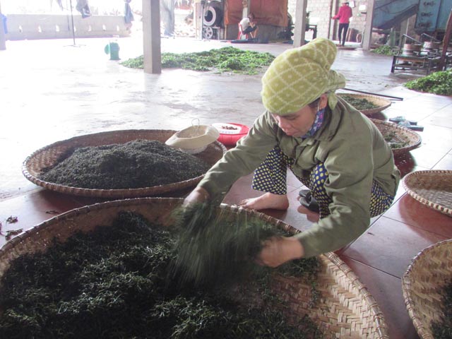 Đổi đời từ một sào chè - Ảnh 2.