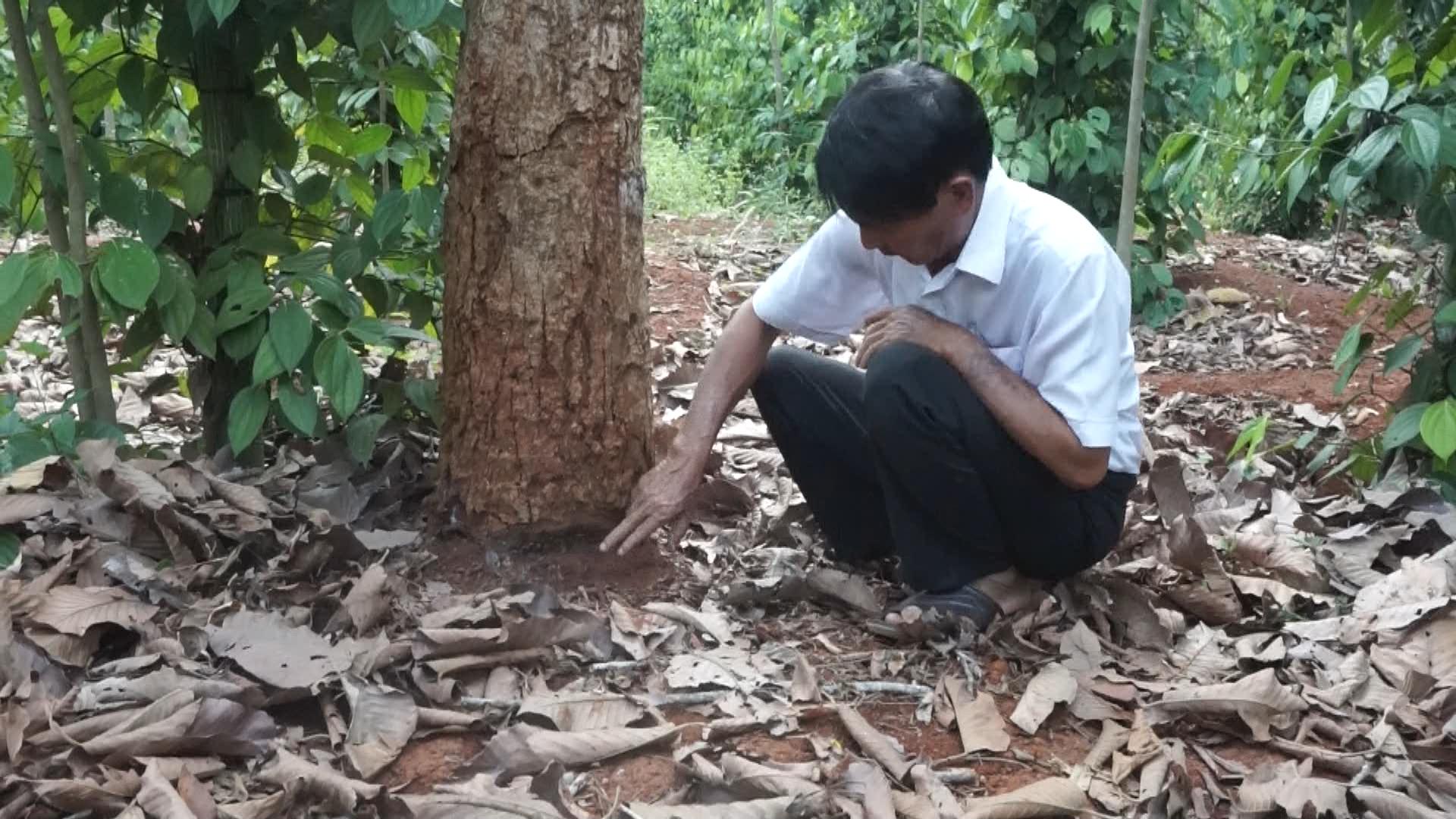Nghi vấn vợ phó chủ tịch xã hủy hoại rừng phòng hộ - Ảnh 2.