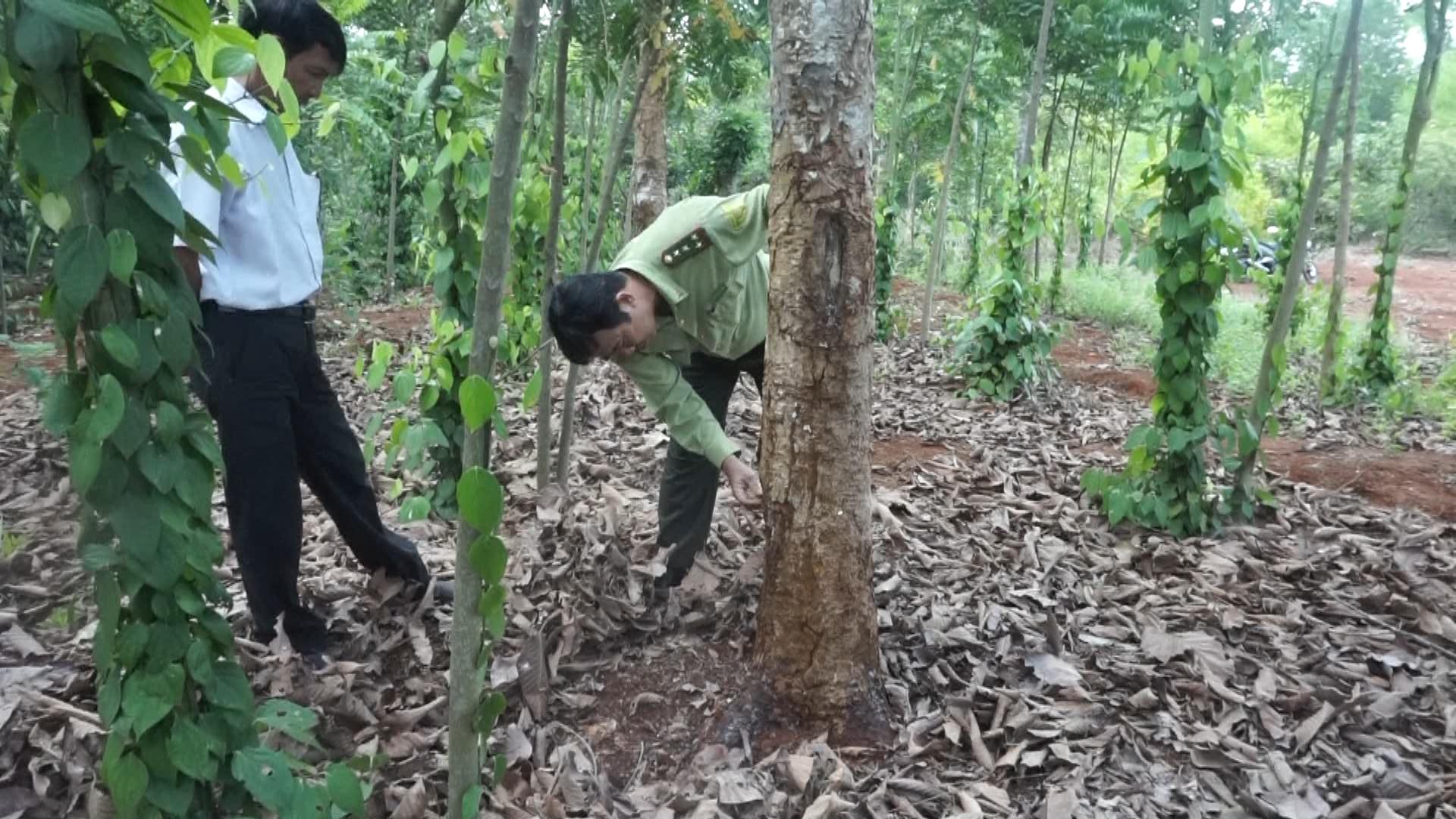 Nghi vấn vợ phó chủ tịch xã hủy hoại rừng phòng hộ