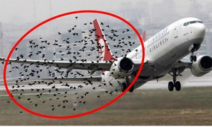 Điều gì sẽ xảy ra khi chim bay vào động cơ máy bay?