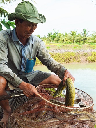 Tỉ phú cá chình giữa bưng biền Cà Mau - Ảnh 1.