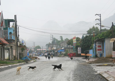 Khổ vì chó thả rông trong khu dân cư