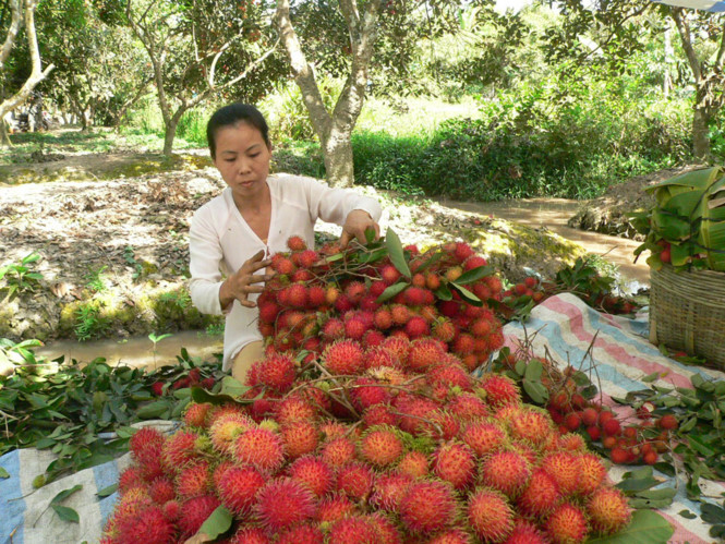 Dừa, chôm chôm sốt giá