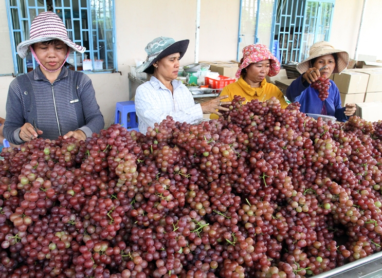 Nho Ninh Thuận - “Thương hiệu nông nghiệp nổi tiếng Việt Nam”