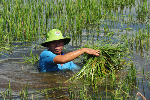 Lũ l&ecirc;n qu&aacute; nhanh, l&uacute;a mất trắng - Ảnh 1.