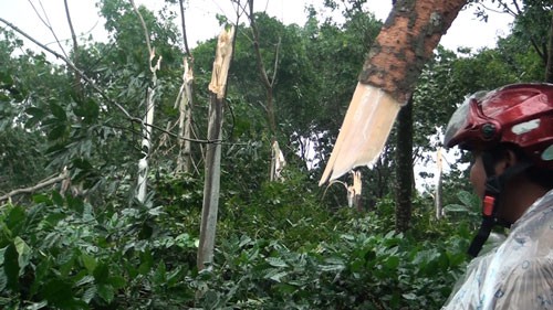 Không dễ xóa cây cao su ở vùng bão - Ảnh 1.