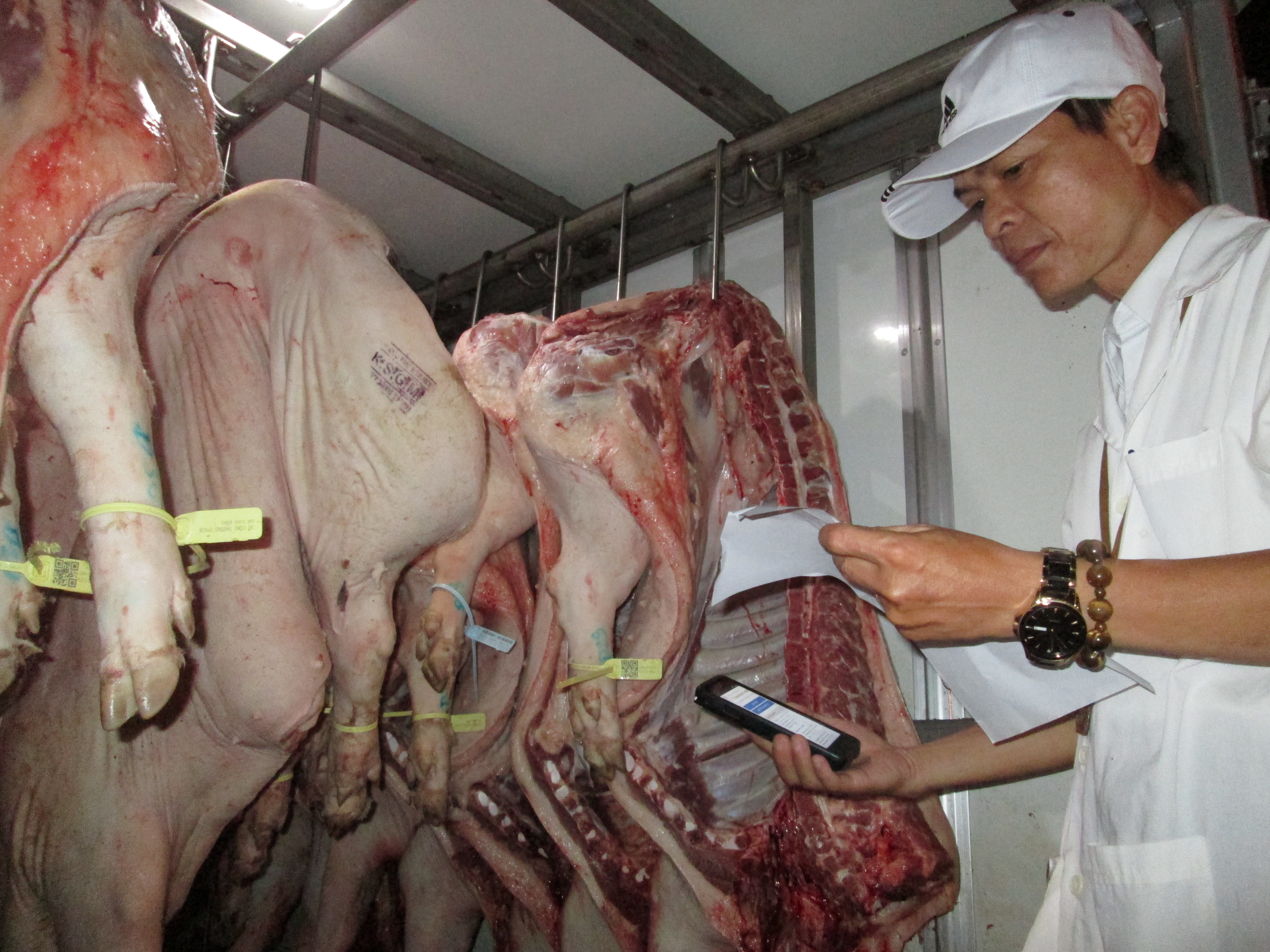 "Cấm cửa" heo không đeo vòng: Rối!