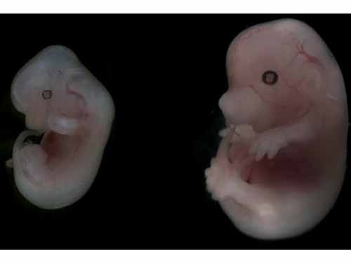 Nhen nhóm sự sống nhân tạo