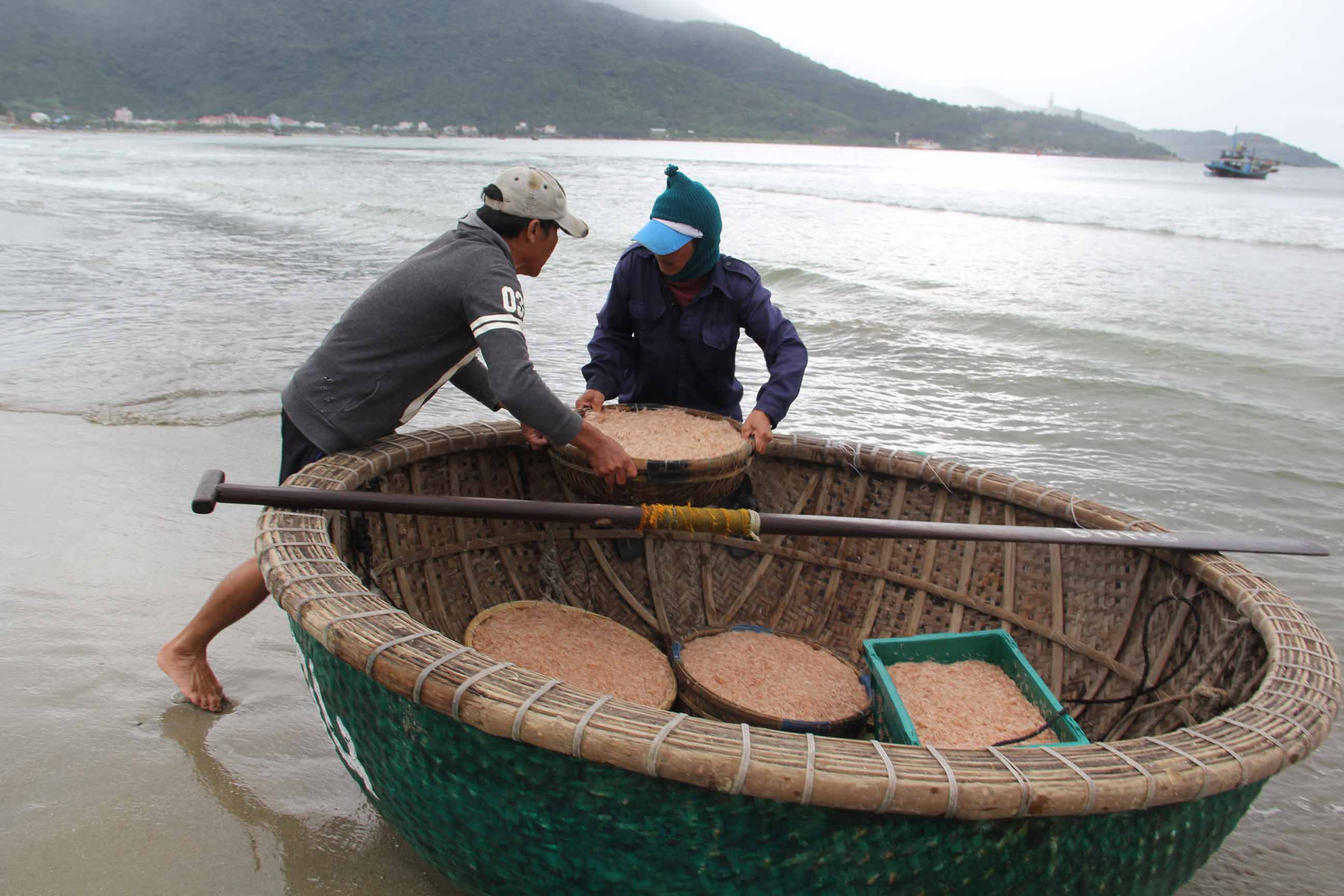 Ngư dân Đà Nẵng trúng đậm mùa ruốc