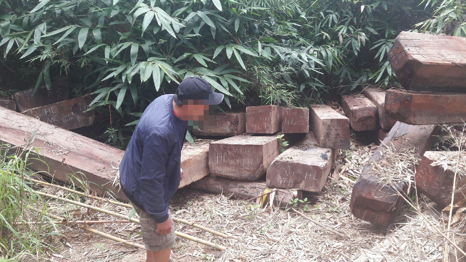 Gỗ trái phép vứt đầy đường biên