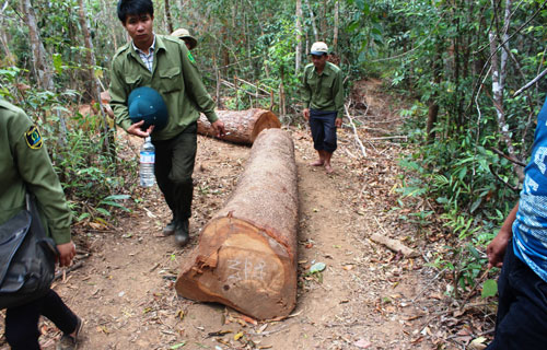 Lâm tặc cướp gỗ giữa ban ngày