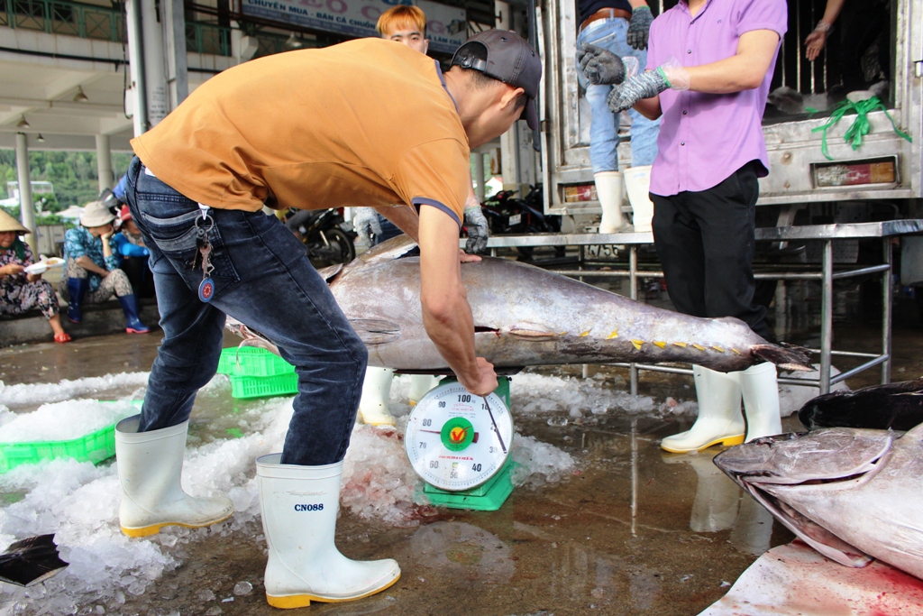 Một chú cá ngừ đại dương đạt gần 80 kg