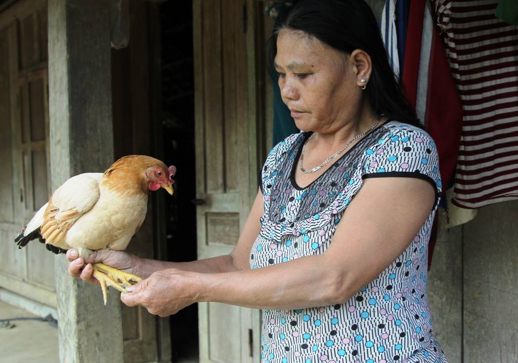 Nỗi buồn gà chín cựa dần ít
