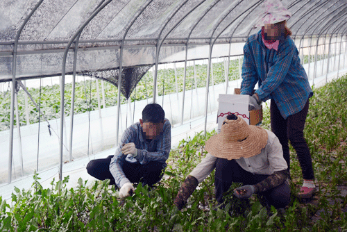 Lao động Việt Nam làm việc “chui” tại Seoul, Hàn Quốc. Ảnh: Minh Nguyệt