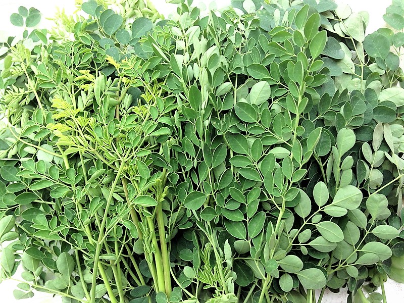 Thơm ngon, bổ dưỡng canh rau chùm ngây nấu tôm - Ảnh 2.