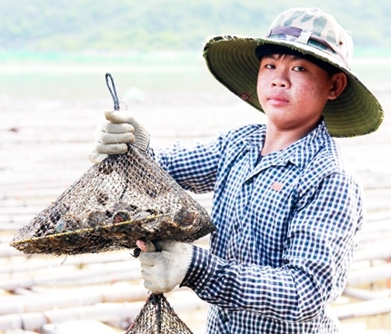 Nghề "chăm con mọn" ở đầm Nha Phu