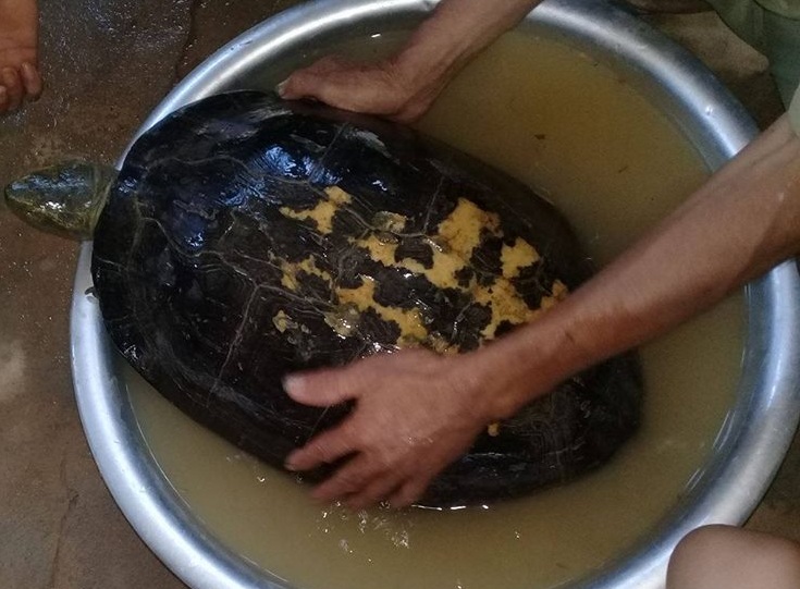 Đổ xô tới xem rùa "lạ" nặng 16 kg có vân vàng hình giống chữ nho