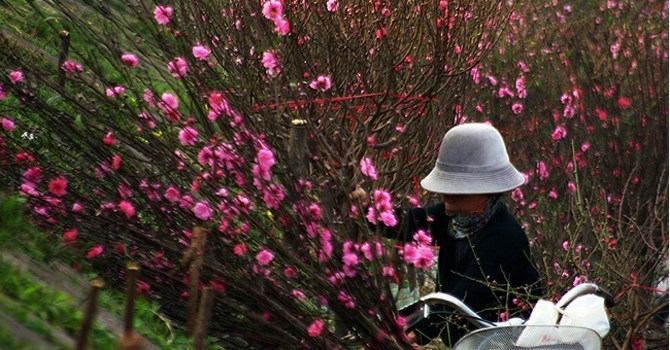 Bắt đầu nhận vận chuyển đào, mai bằng máy bay