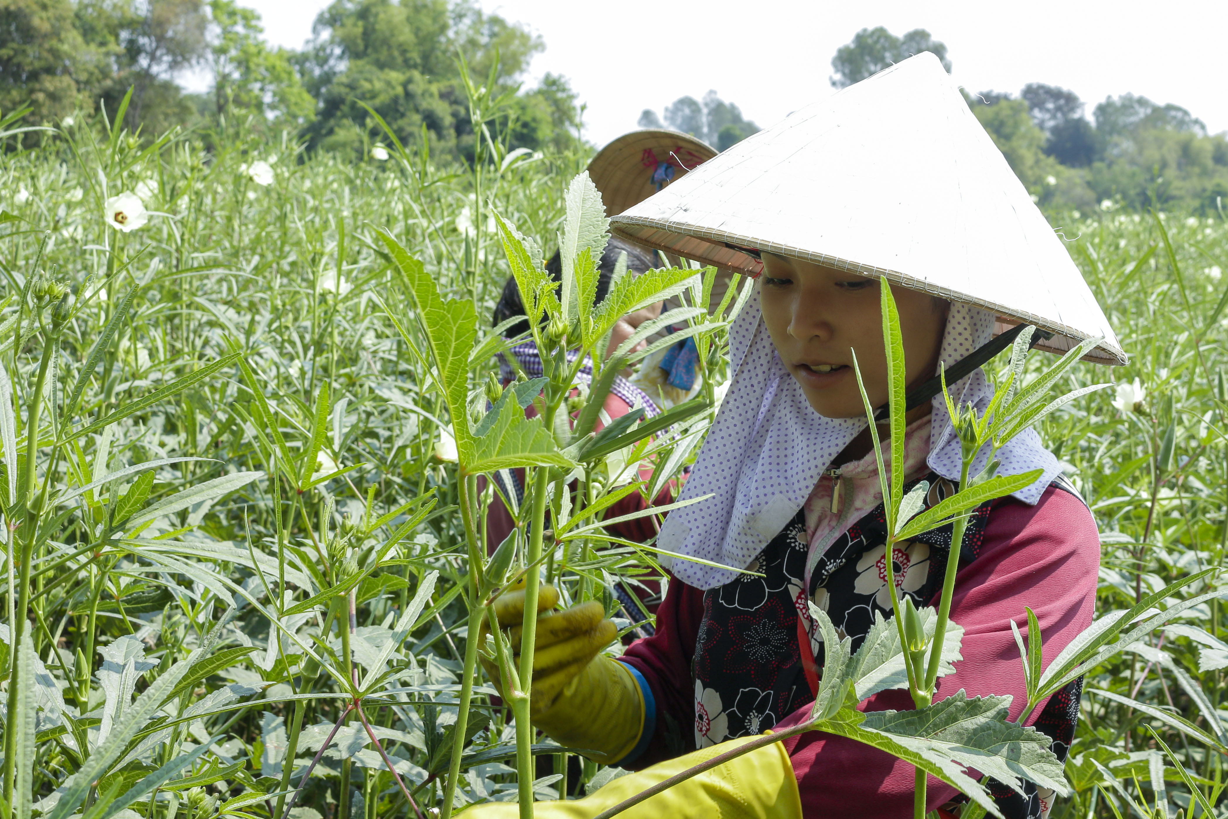 Dân vùng biên An Giang chuyển sang trồng đậu bắp Nhật