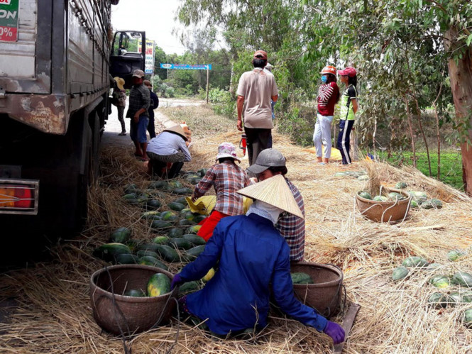 Dưa hấu Phổ Ch&acirc;u kh&ocirc;ng c&oacute; m&agrave; b&aacute;n - Ảnh 1.