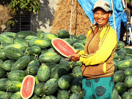 Dưa hấu Phổ Châu không có mà bán
