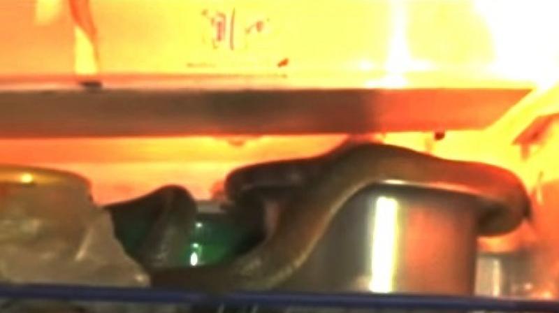 
H&igrave;nh ảnh rắn hổ mang ch&uacute;a nằm trong tủ lạnh h&ocirc;m 11-4. Ảnh: NDTV
