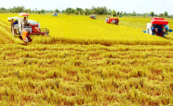 “Nhiều cơ chế đất đai đang cản trở phát triển nông nghiệp”