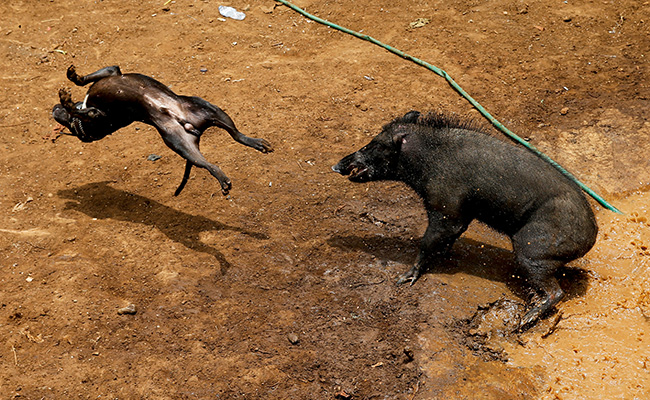 Indonesia: &ldquo;Đấu trường đẫm m&aacute;u&rdquo; g&acirc;y tranh c&atilde;i - Ảnh 2.