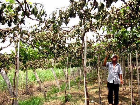 Phá hoại nông sản là tội ác