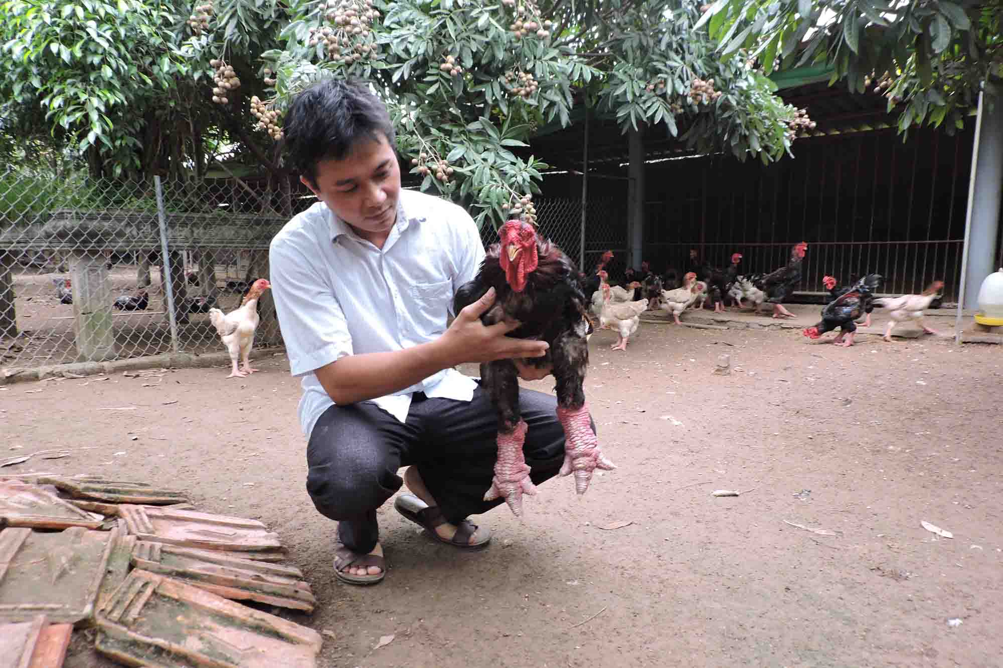 "Vua gà" Đông Tảo ở Hưng Yên