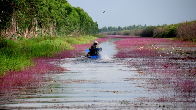 "Lạc trôi" vào dòng kênh bị nhuộm tím ở Tràm Chim