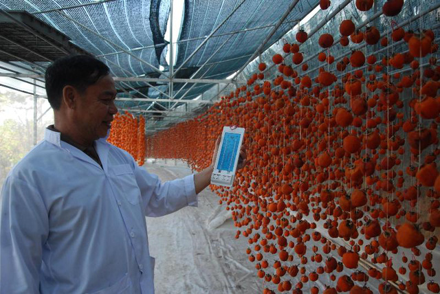 Trong nhà sấy hồng luôn được duy trì nhiệt độ từ 25 - 30 độ C và độ ẩm khoảng 50% (các cơ sở phải dùng máy đo nhiệt độ để kịp thời điều chỉnh nhiệt độ và độ ẩm cho trái hồng) sau khoảng 3 tuần trái hồng sẽ từ từ khô lại và vẫn giữ được vị ngọt tự nhiên