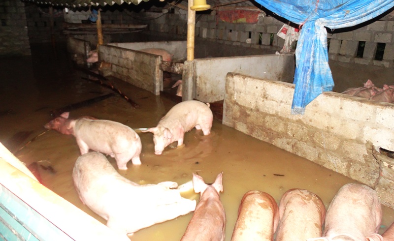 Nước lũ tràn đê sông Bưởi, khẩn cấp sơ tán dân - Ảnh 10.