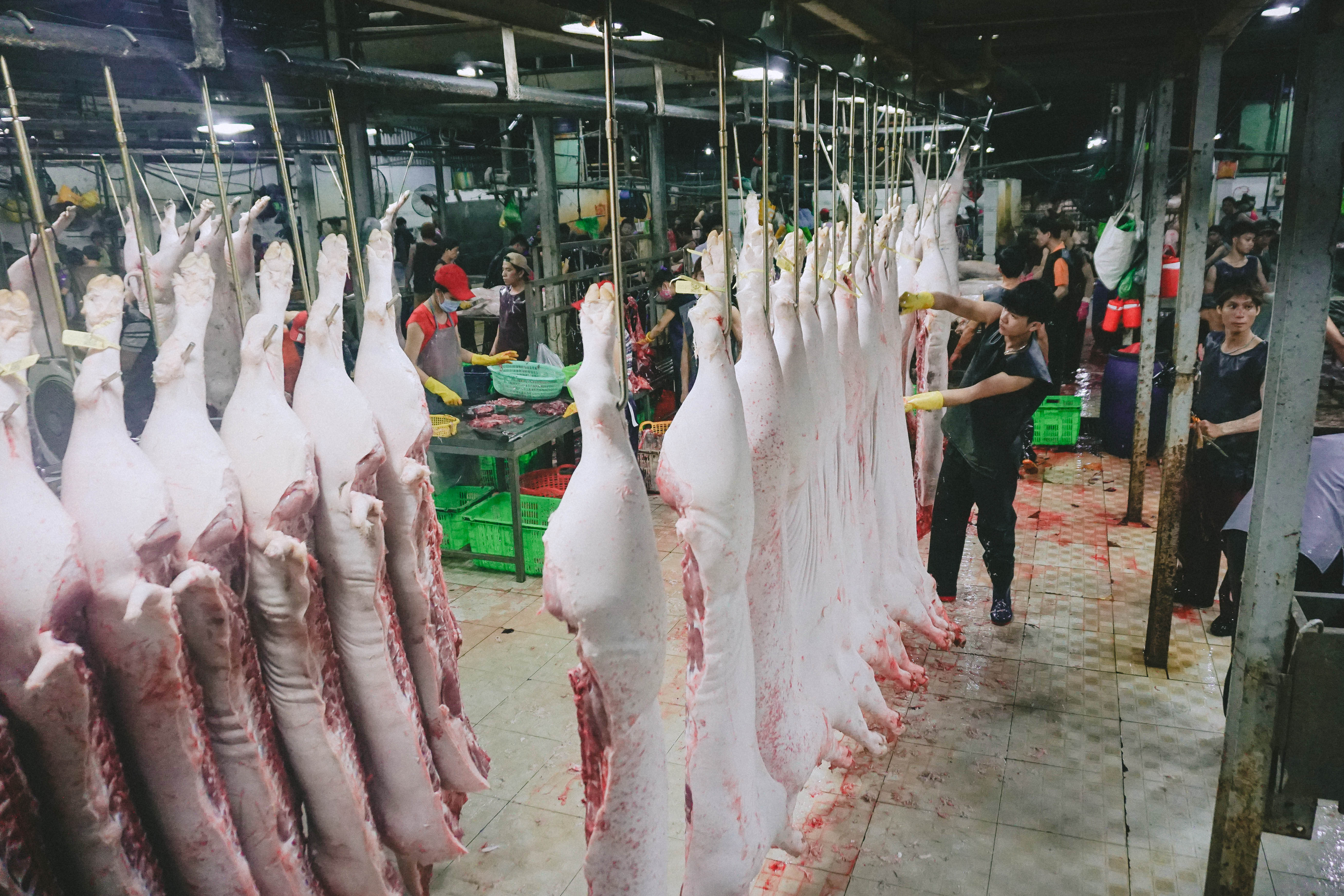 Đột nhập lò heo lớn nhất TP HCM - Ảnh 4.