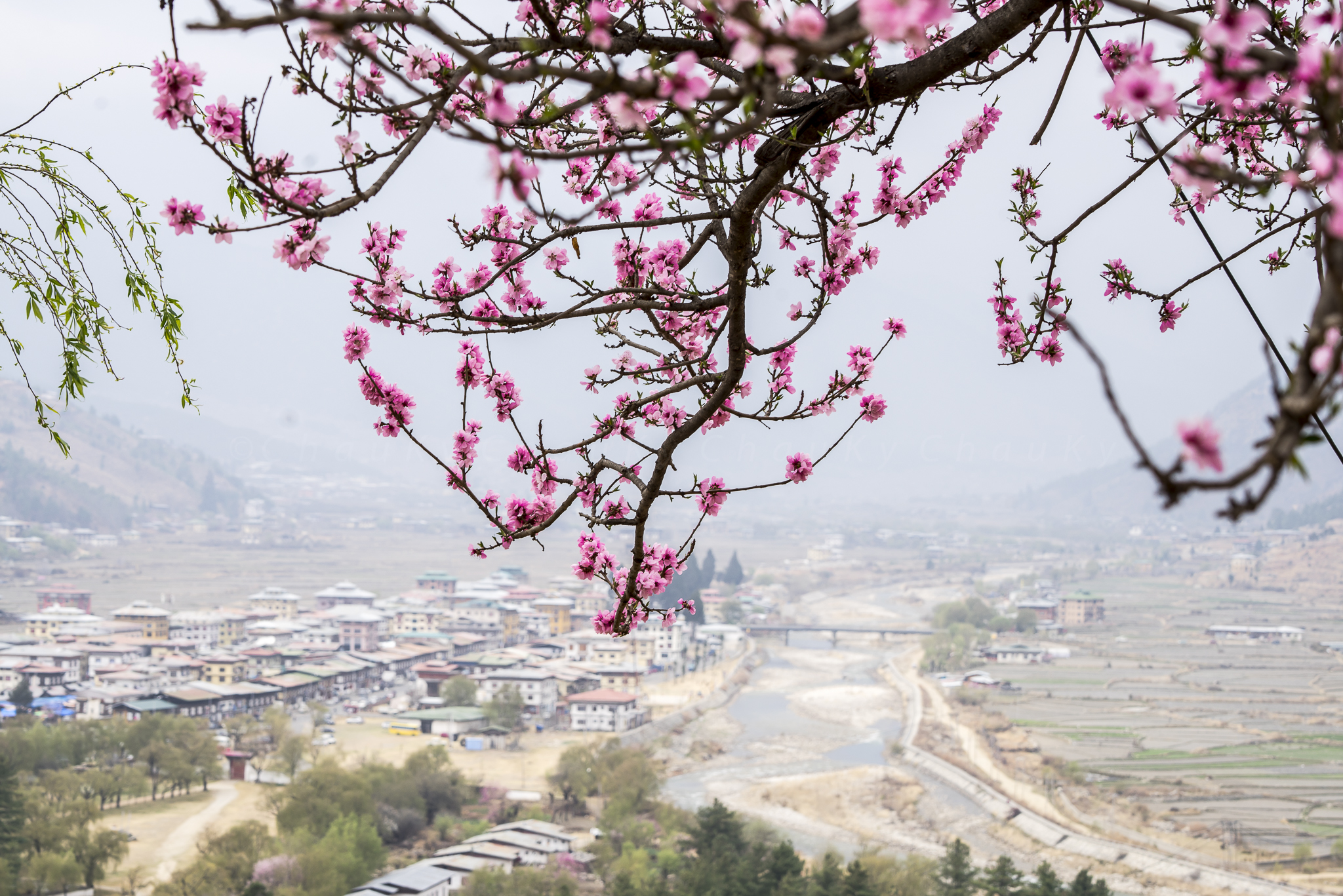 
TP Paro từ xa với sắc thắm hoa đ&agrave;o m&ugrave;a xu&acirc;n
