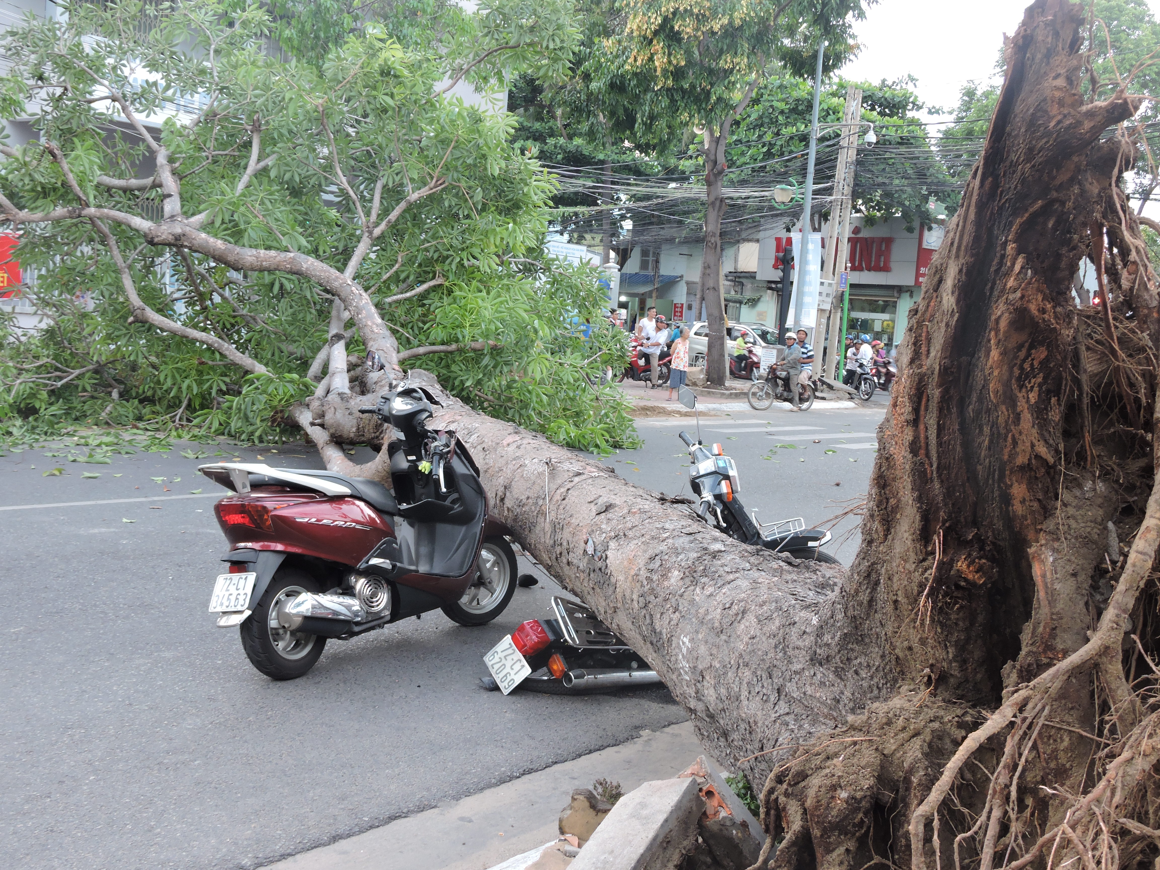 Cây xanh bật gốc tại ngã tư, đè nát 2 xe máy