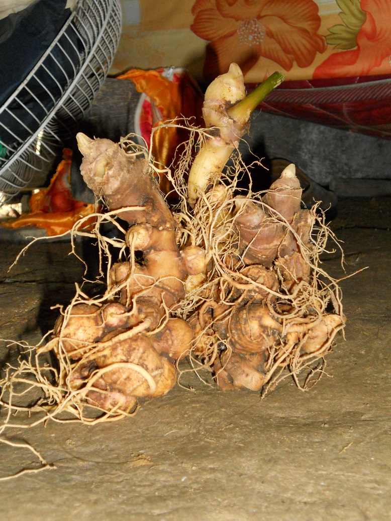 Sâm Ngọc Linh có giá trị kinh tế rất cao