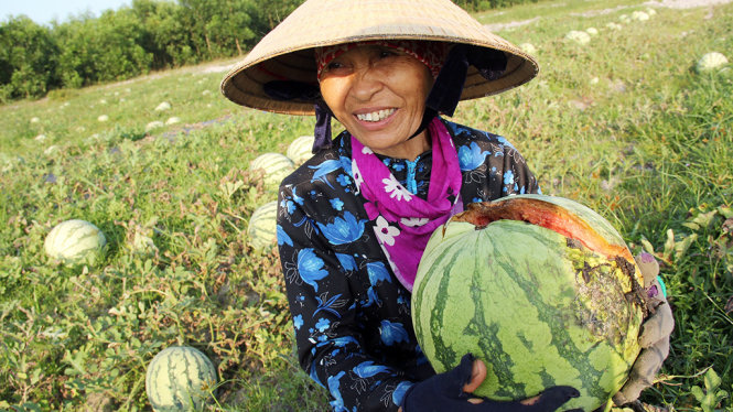 Dưa, ớt 'vỡ trận', lãnh đạo huyện nói dân không rút ra bài học