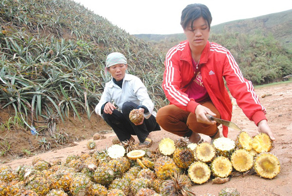 Hàng trăm tấn dứa thối tại Lào Cai được thu mua để làm gì?