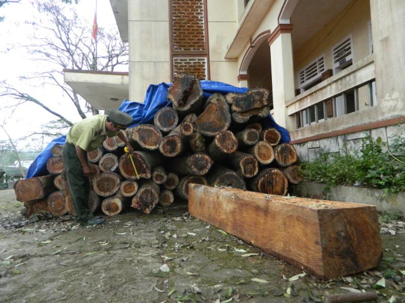 Khó hiểu chuyện mất gỗ ở rừng ma - Ảnh 1.