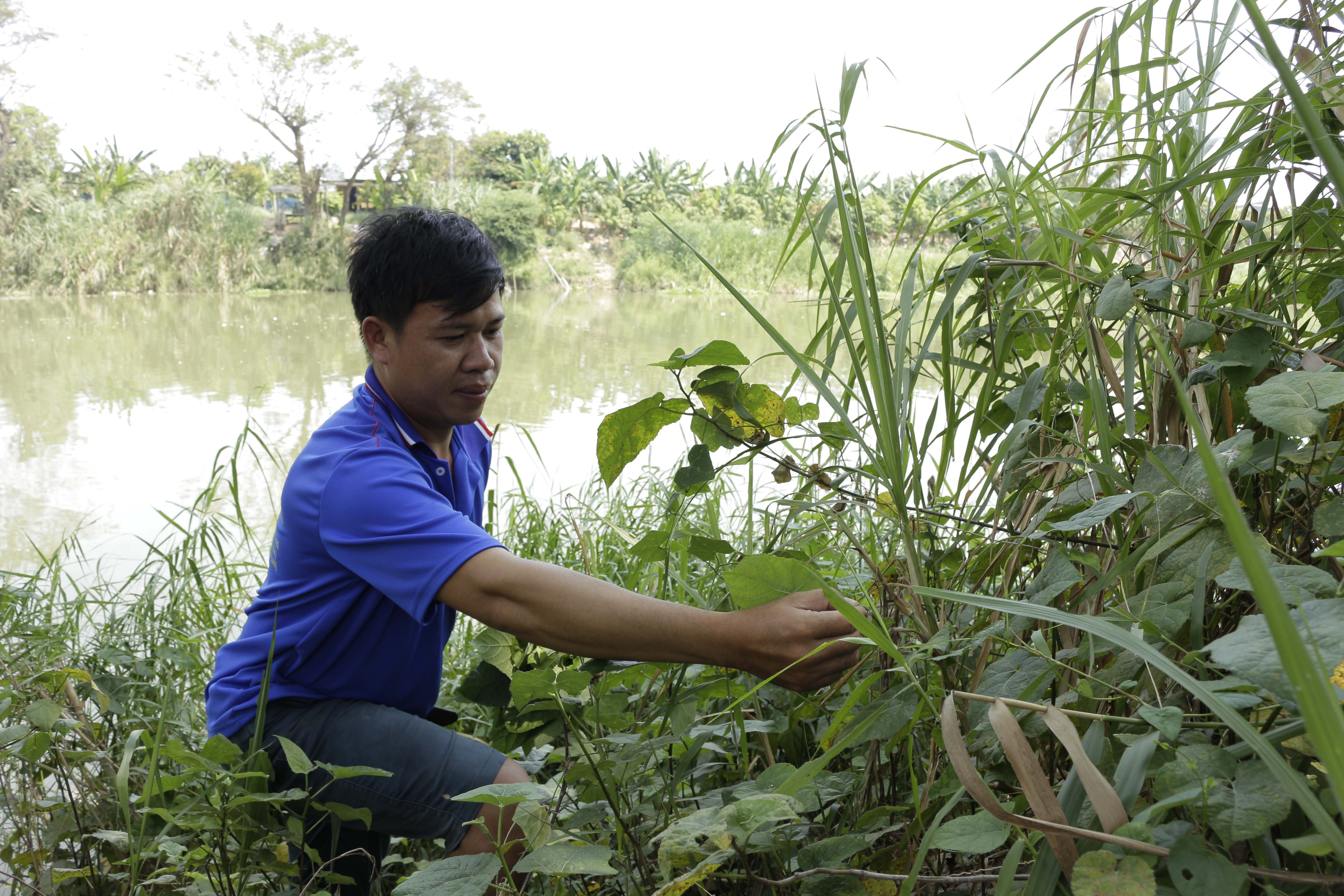 Duối là loài cây bụi mọc hoang dã ở vùng Bảy Núi và vùng biên giới Tây Nam