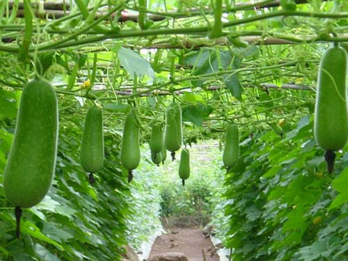 Món ăn hè giải nhiệt sinh tân