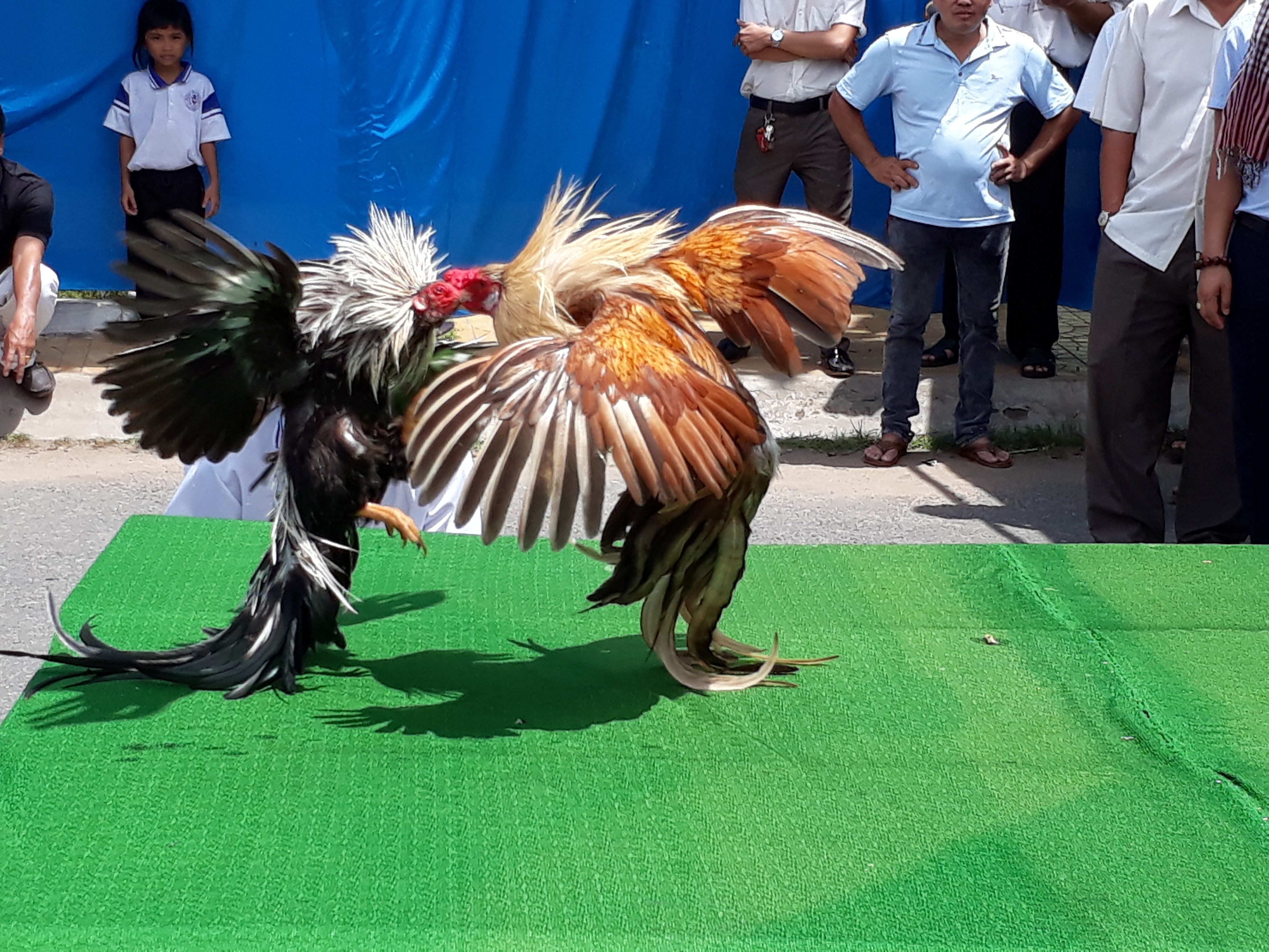 Chọi g&agrave; tre T&acirc;n Ch&acirc;u : Hết xu&yacute;t xoa đến cười sảng kho&aacute;i - Ảnh 4.