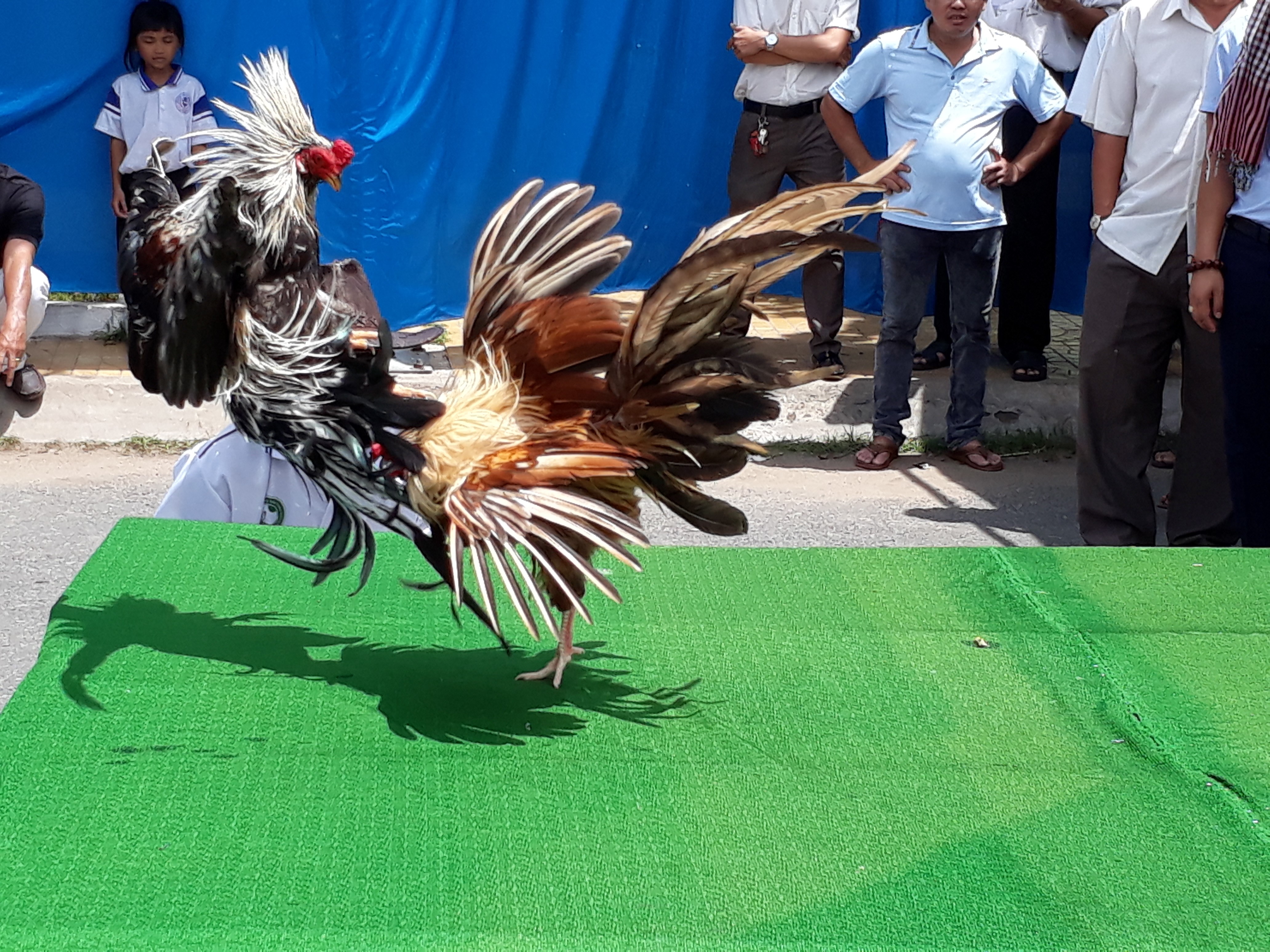 Chọi g&agrave; tre T&acirc;n Ch&acirc;u : Hết xu&yacute;t xoa đến cười sảng kho&aacute;i - Ảnh 6.