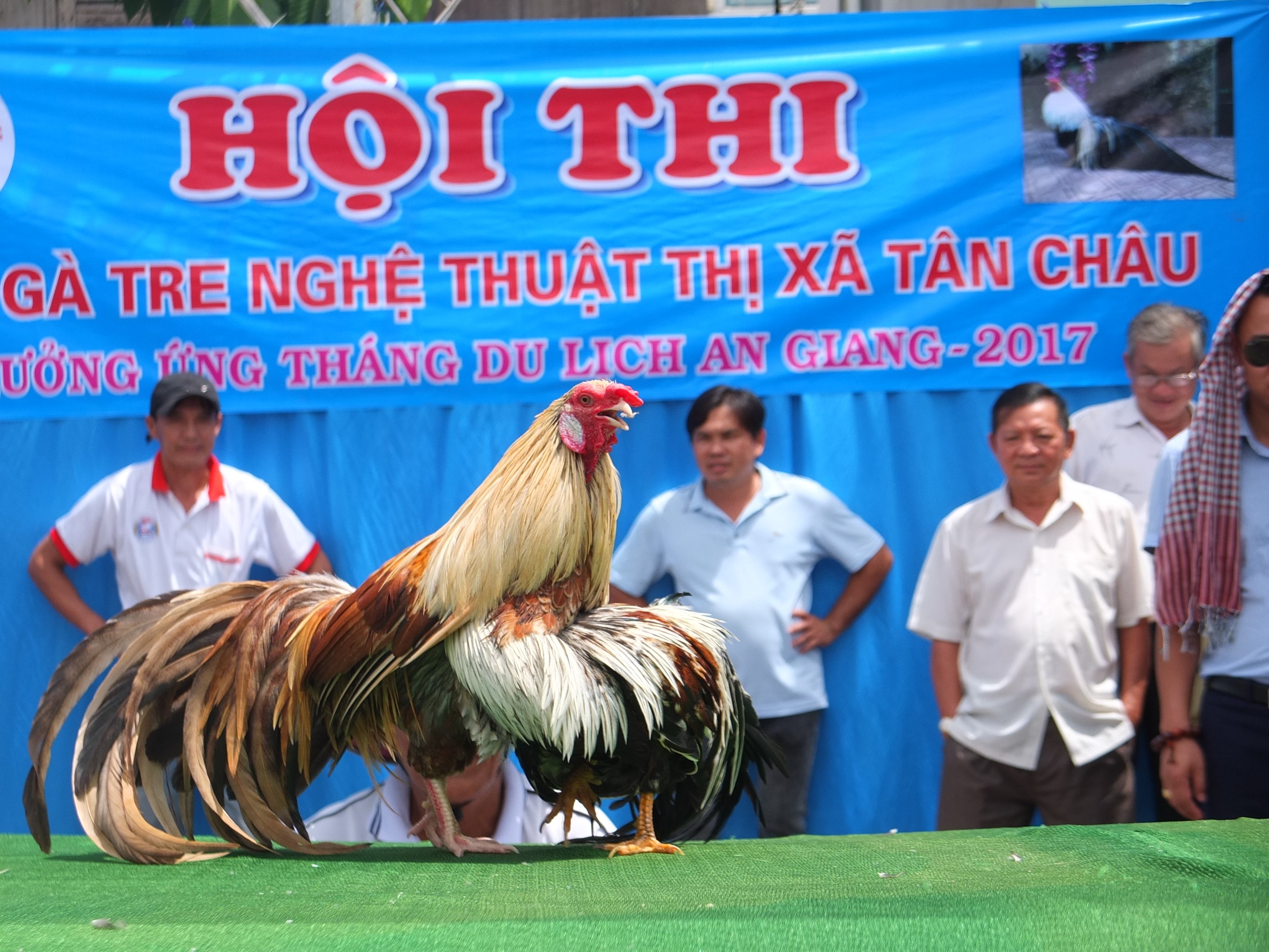 Chọi g&agrave; tre T&acirc;n Ch&acirc;u : Hết xu&yacute;t xoa đến cười sảng kho&aacute;i - Ảnh 8.