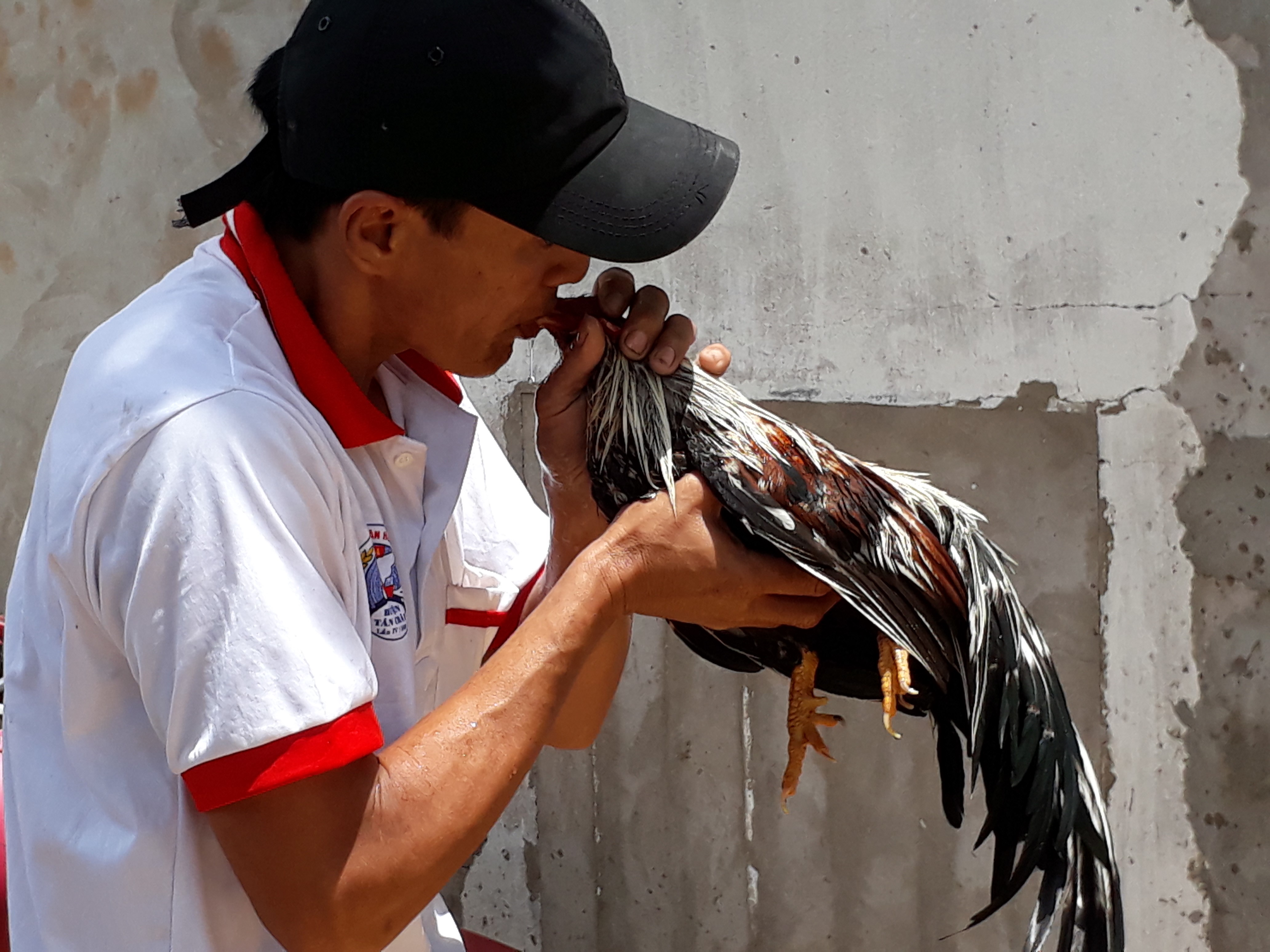 Chọi g&agrave; tre T&acirc;n Ch&acirc;u : Hết xu&yacute;t xoa đến cười sảng kho&aacute;i - Ảnh 5.
