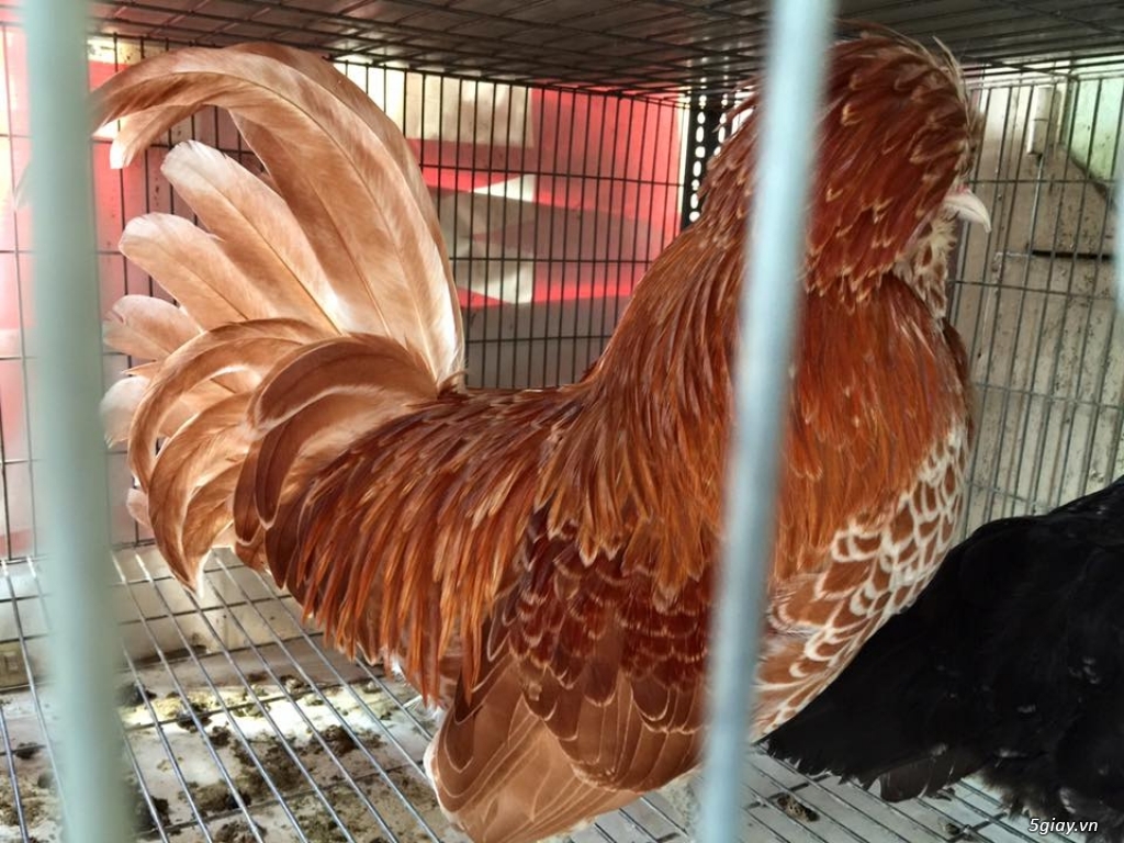 
Những ch&uacute; g&agrave; kiểng Ba Lan lạ lẫm n&agrave;y c&oacute; gi&aacute; từ v&agrave;i triệu đến v&agrave;i chục triệu đồng/cặp. Ảnh: 5giay.vn
