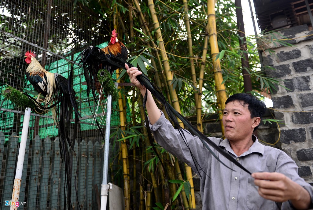 Cặp gà Nhật Bản đuôi dài giá 65 triệu đồng chơi Tết