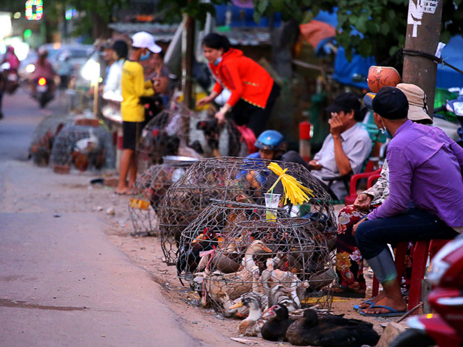 Tỉ phú nuôi gà cũng phá sản